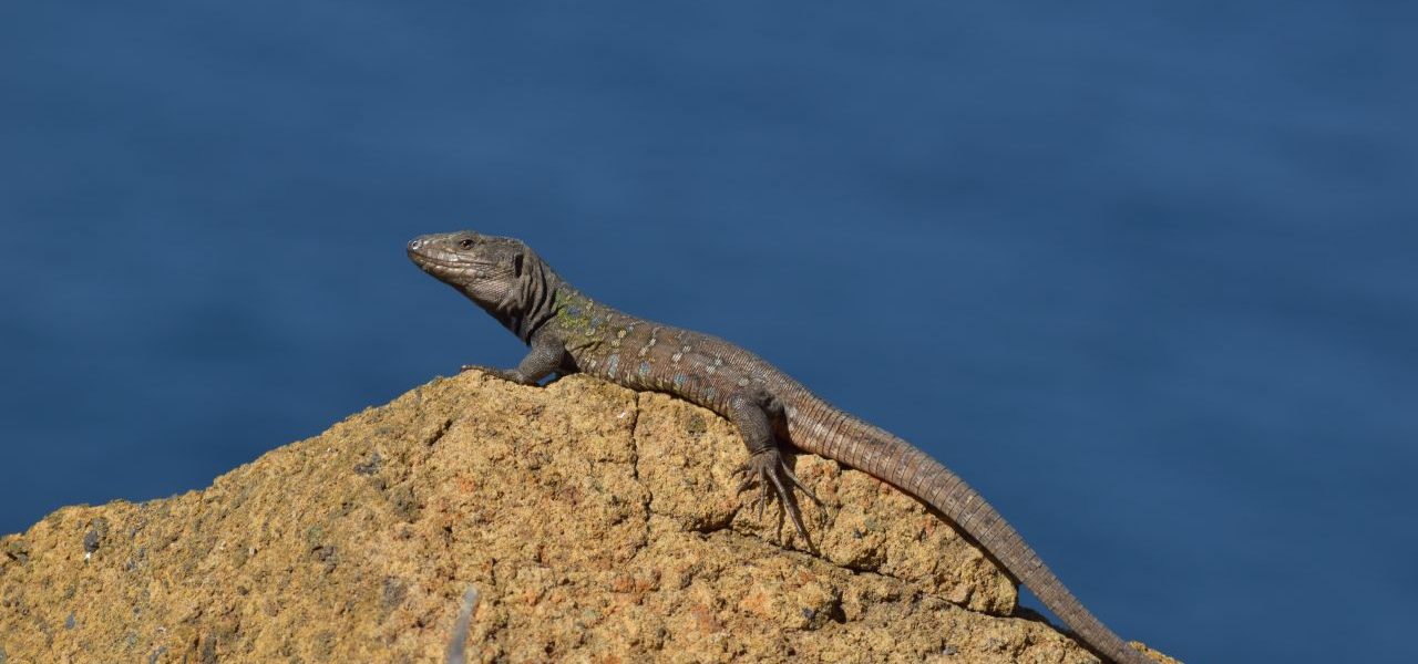 Gecko Stein Teneriffa