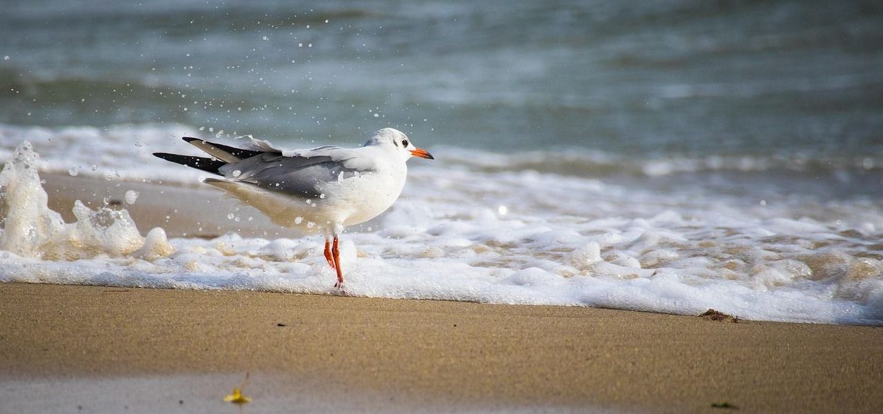 Goldstrand Bulgarien Möwe am Strand