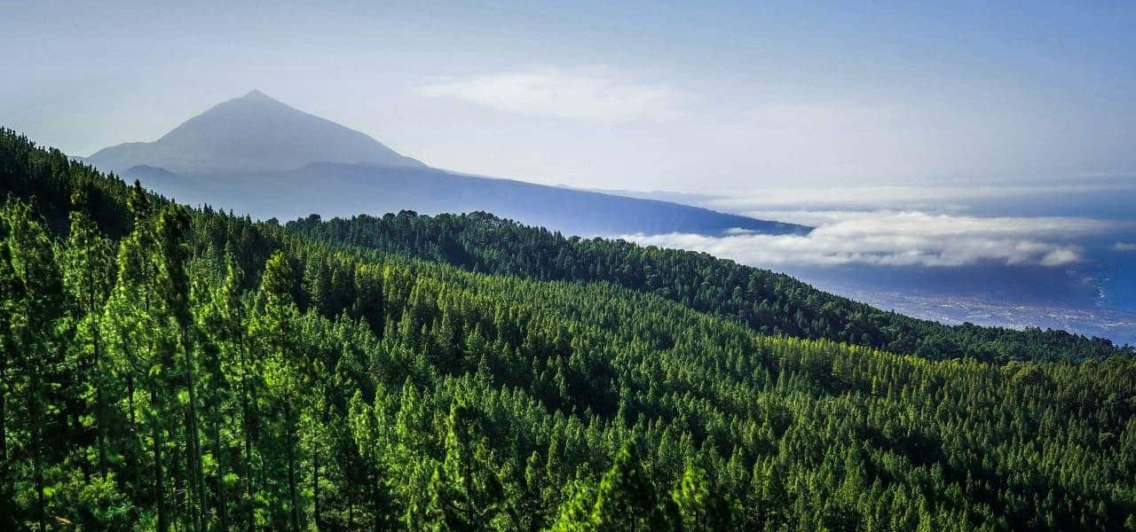 Grüne Wälder mit dem Teide auf Teneriffa