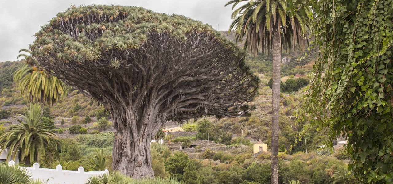 Icod de los Vinos Jahrhunderte alter Drachenbaum