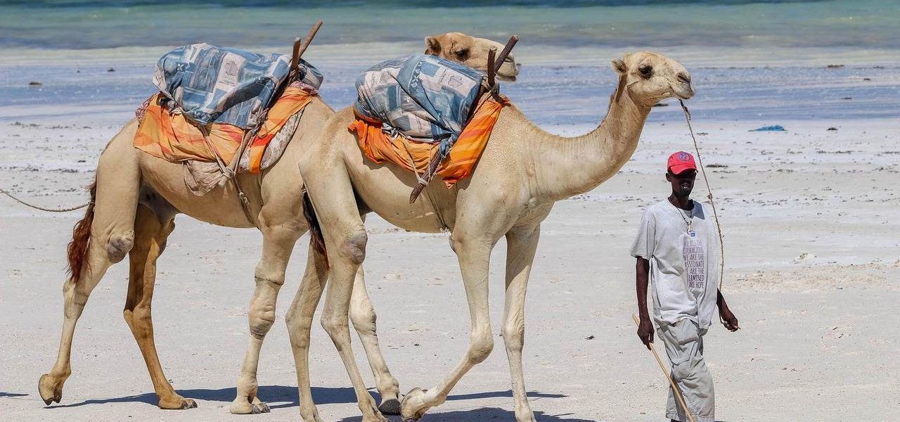Kamele am Strand von Diani Beach