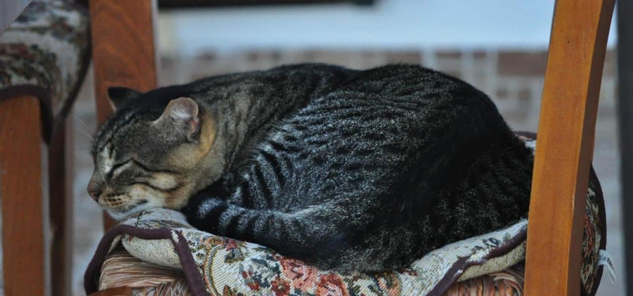 Katze döst auf einem Stuhl in kretischer Ortschaft Katze döst auf einem Stuhl in kretischer Ortschaft