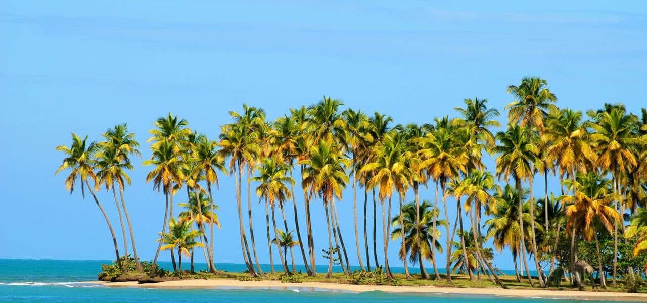Kokospalmen am Strand von Miches
