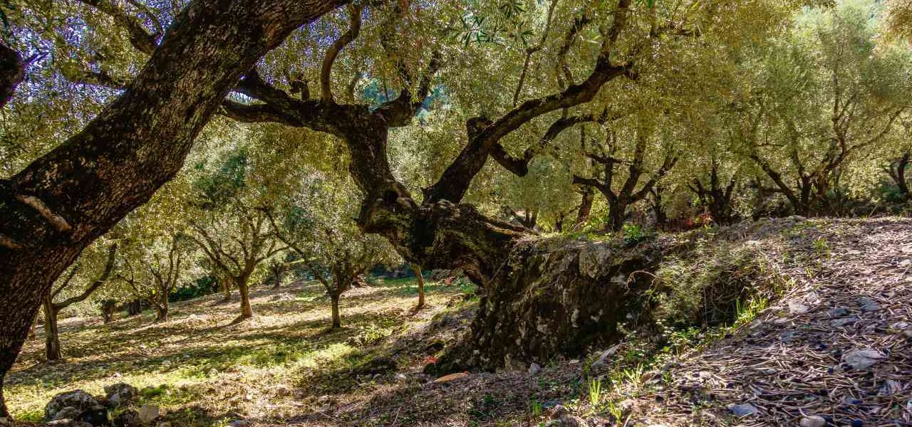 Olivenplantage auf Zakynthos