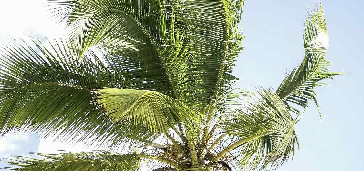 Palmen Strandbild Region Punta Cana