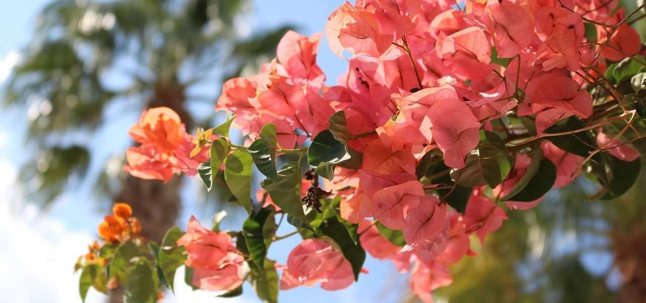 Pink blühende Bougainvillea auf Mallorca