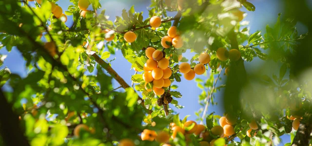 Porreres Mallorca Aprikosenanbau Porreres Mallorca Aprikosenanbau