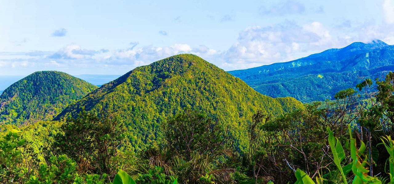 Regenwald in Guadeloupe