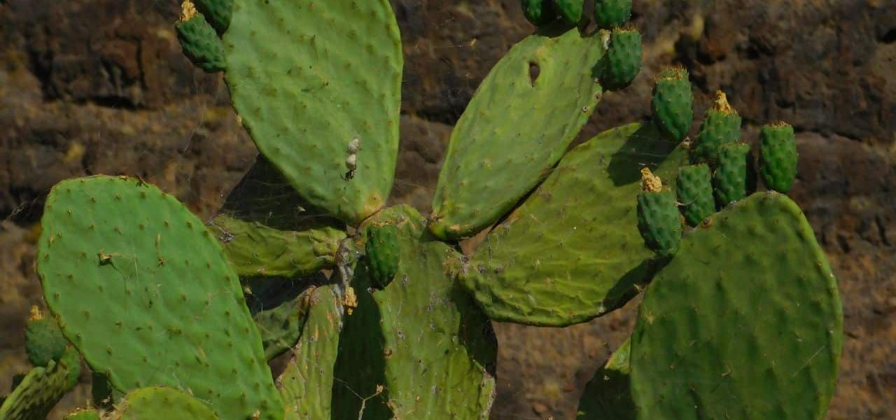 Santa Brígida kanarische Vegetation