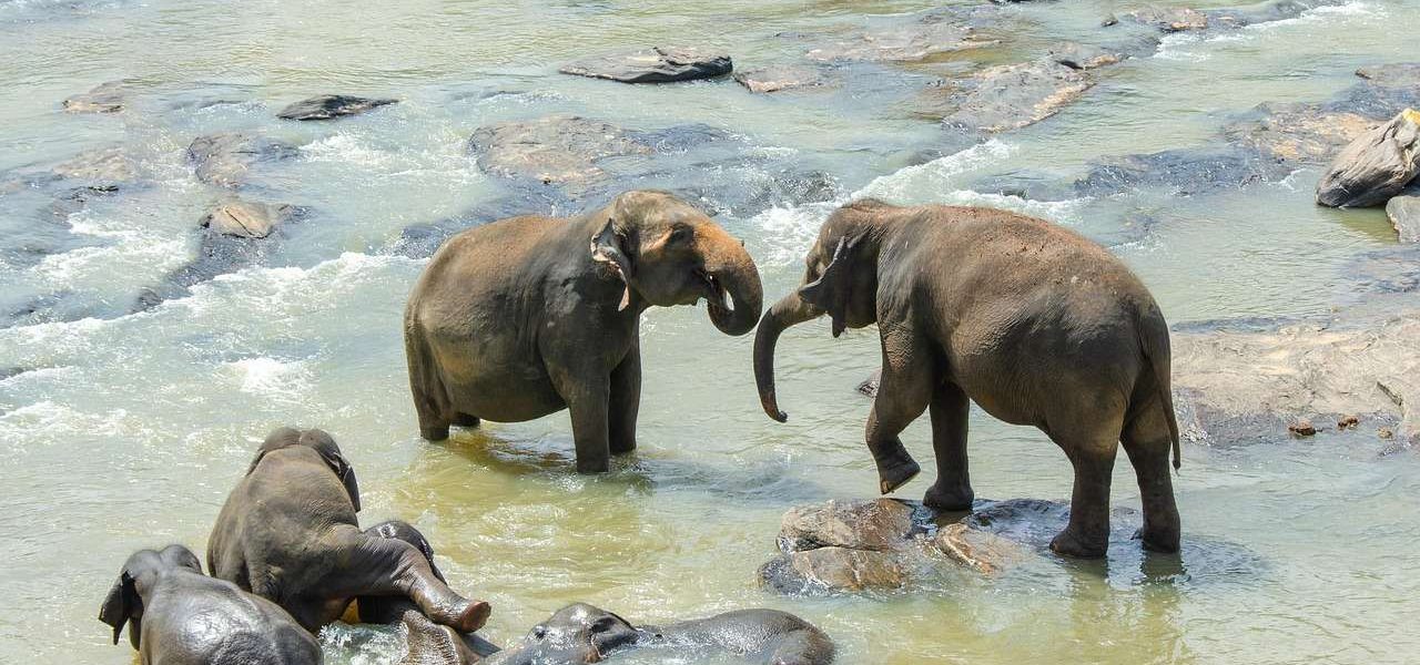 Sri Lanka Elefanten baden in einem Fluss