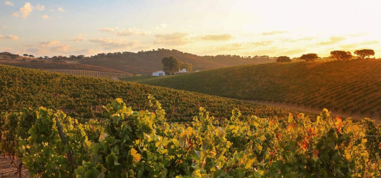Weinanbaugebiet im Alentejo